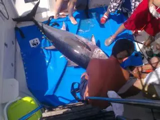 Canarias adelanta a finales de enero la campaña del atún rojo