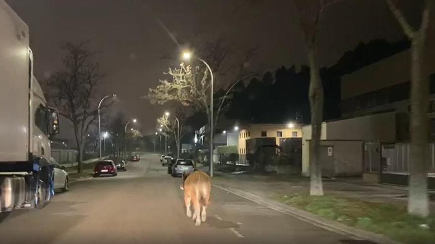 Vídeo | Sorpresa entre els conductors a Les Comes d&#039;Igualada per un vedell desorientat a la carretera