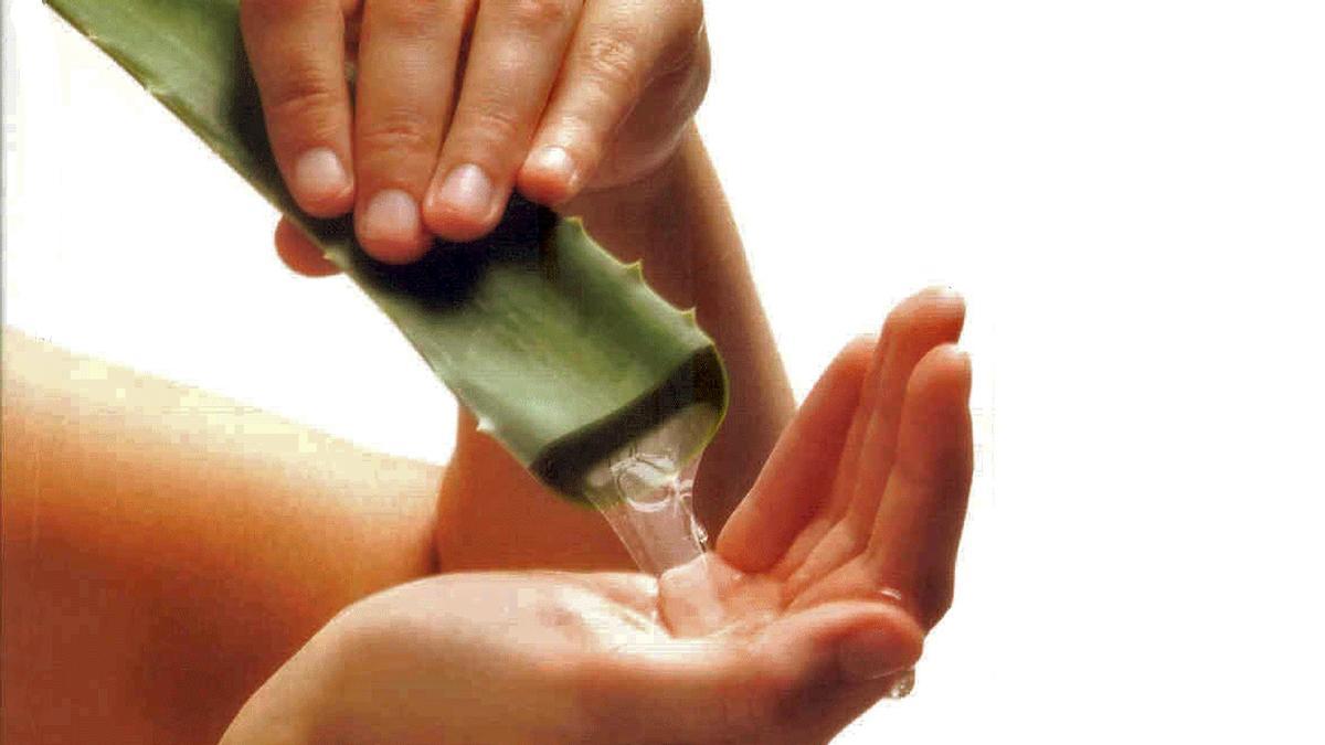 Aloe vera puro - directamente obtenido de sus hojas