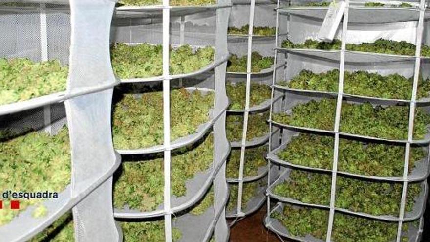 Els responsables de la plantació guardaven aquí la marihuana ja tallada i assecada, 112 quilos en total