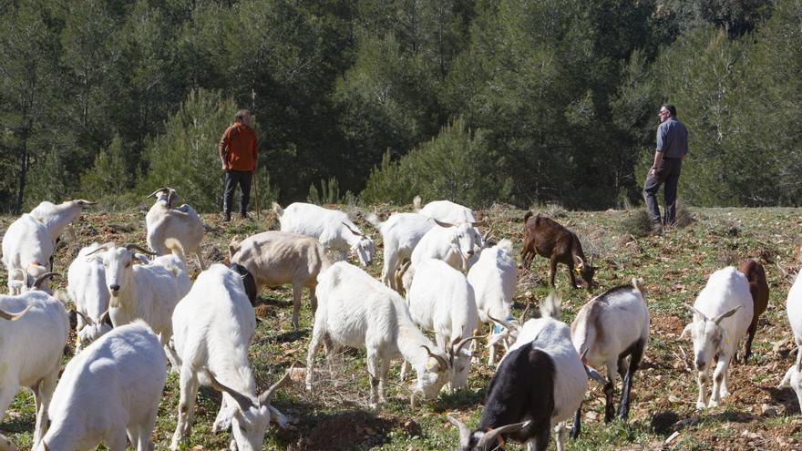 Las cabras volverán a pastar en la Calderona