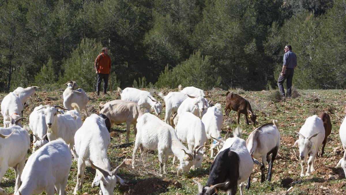 Imagen de archivo de una explotación ecológica con cabras en Bicorp.