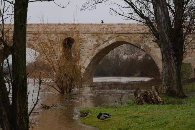GALERÍA | El deshielo y la lluvia elevan el nivel del río Duero en Zamora