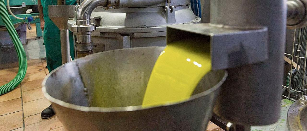 Un operario trabaja en la extracción de aceite de oliva virgen extra en una almazara de Priego.