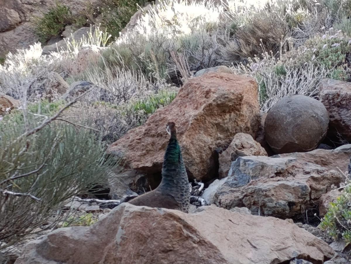 El pavo real avistado en el Teide