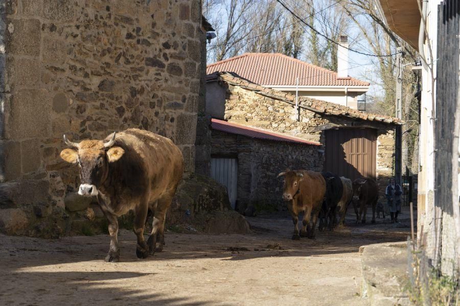 Zamora desAparece 16 | Tola