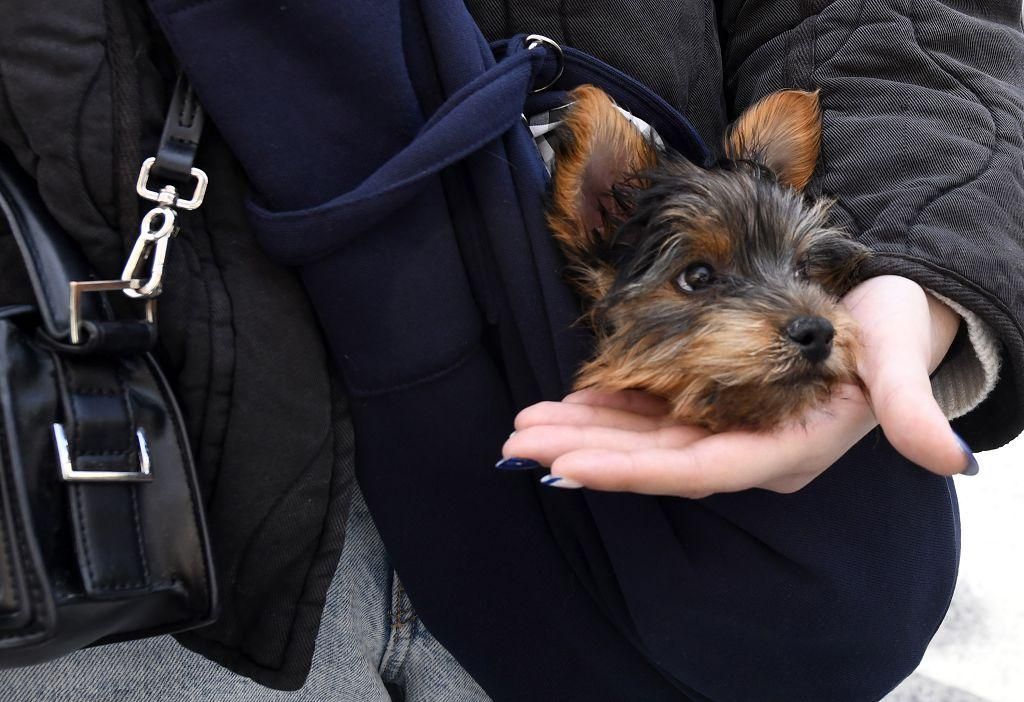 Así ha sido la bendición de animales por San Antón en Murcia