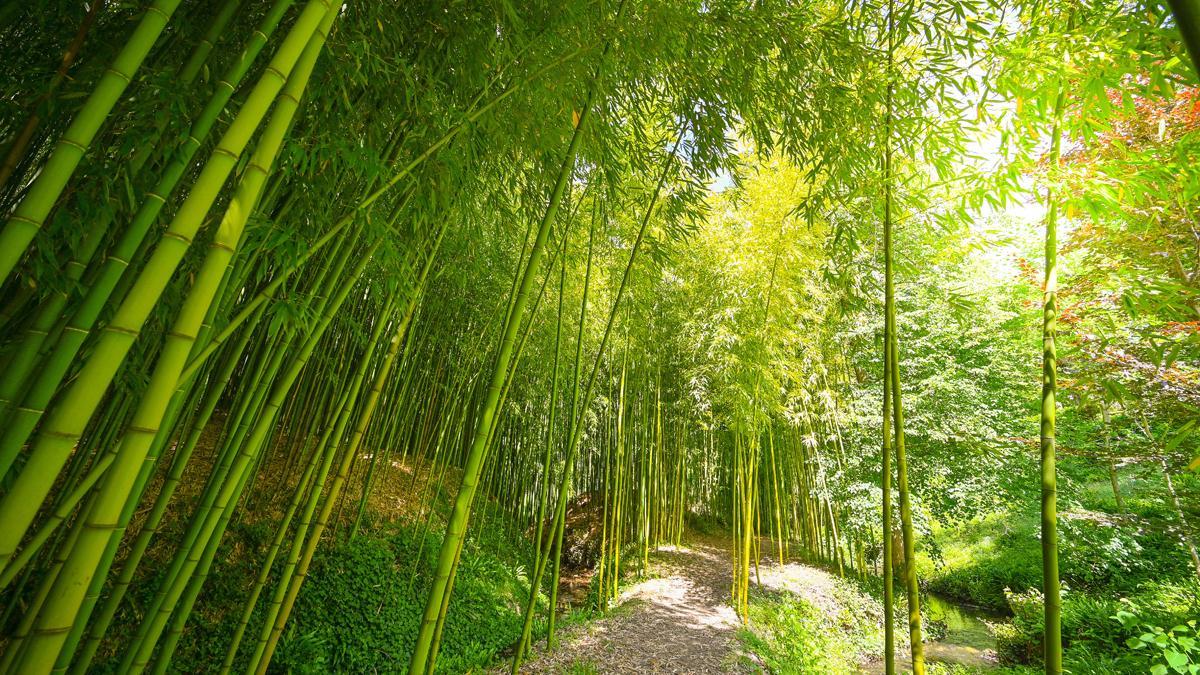 Plantación de bambú en Aquitania, Francia.