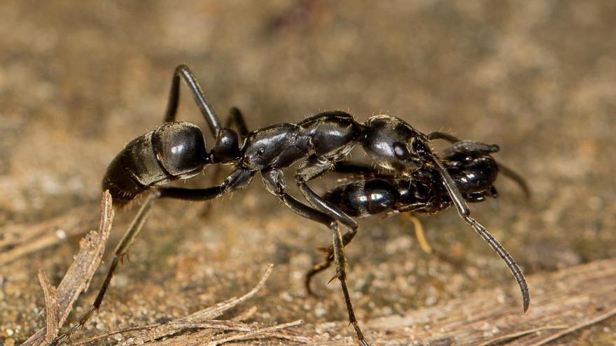 Las hormigas heridas en combate piden auxilio y son rescatadas y curadas