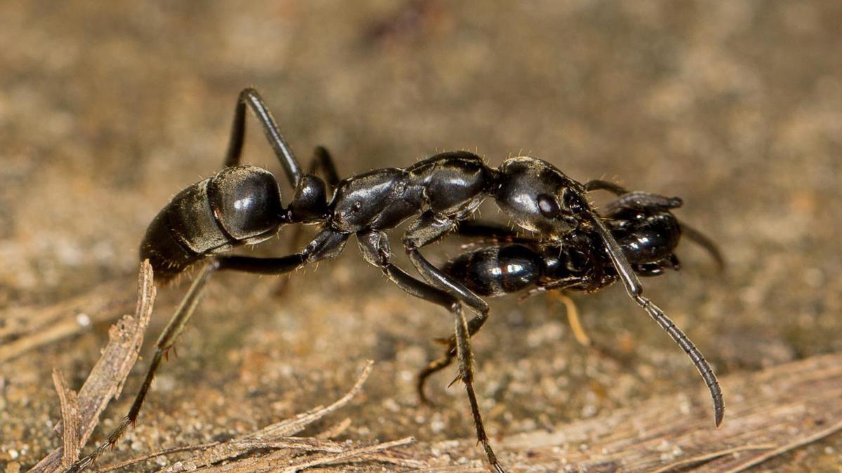 Una hormiga transportando a una compañera herida