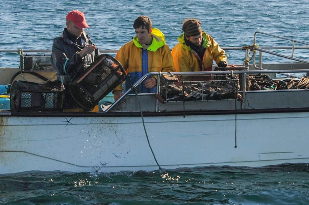 El pulpo, esquivo en Arousa