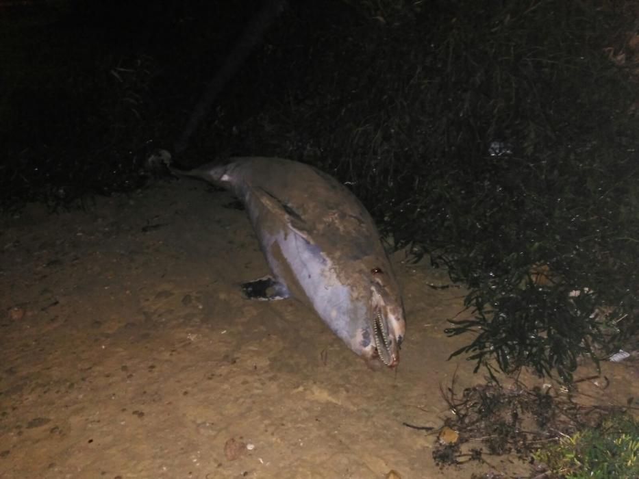 Aparece un delfín muerto en Torrevieja