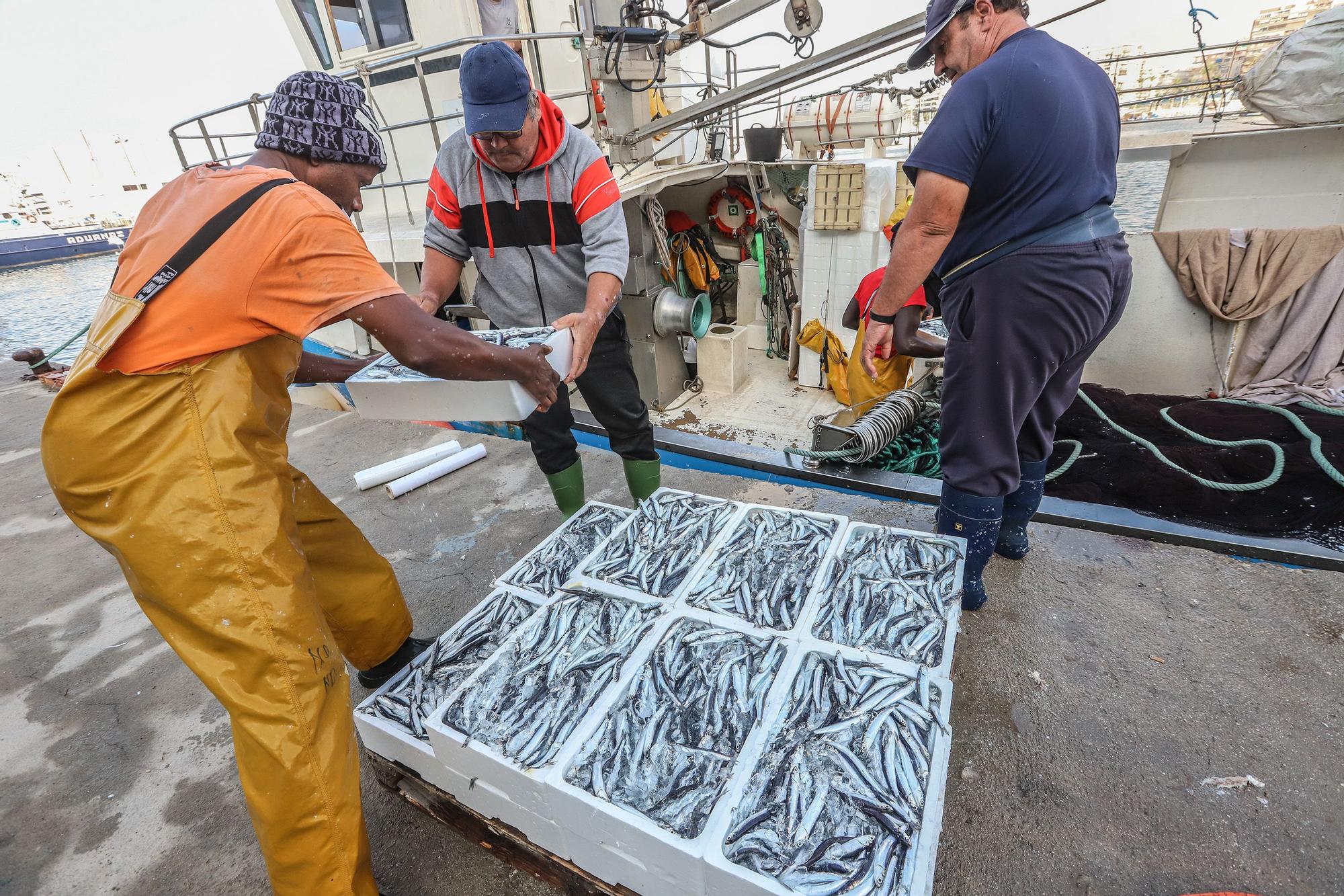 La subasta de la nueva lonja pesquera de Torrevieja se estrena con la venta de 13.000 kilos de boquerón y sardina