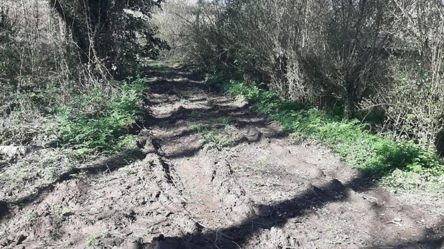 Tala denunciada por el Concello en la Fraga do Xarío. | LOC