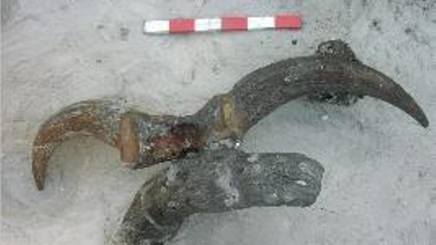 L&#039;anàlisi dels arcs trobats a la Draga indica que la caça en el neolític unia les societats