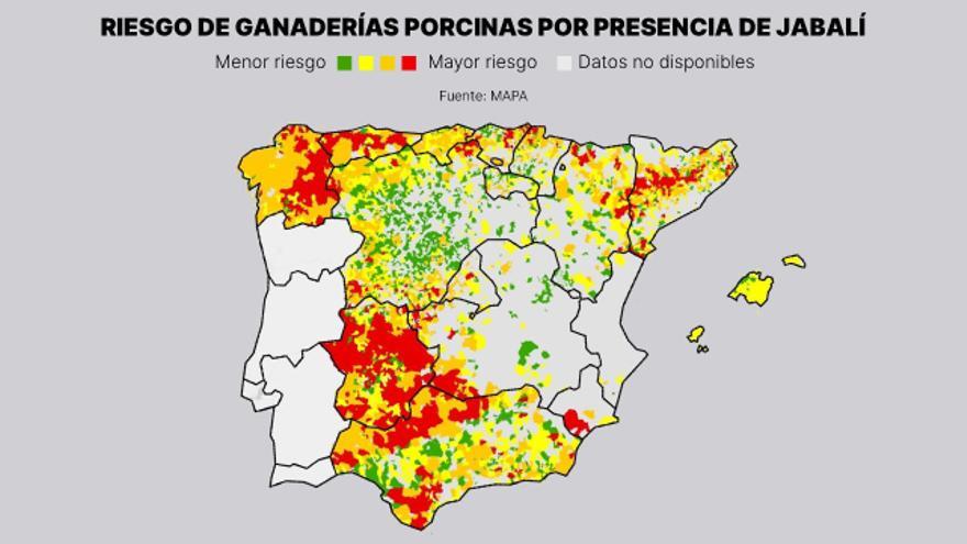El Gobierno detecta que el norte de Andalucía, el este de Galicia, Extremadura y Asturias son las zonas con más riesgo por la peste porcina
