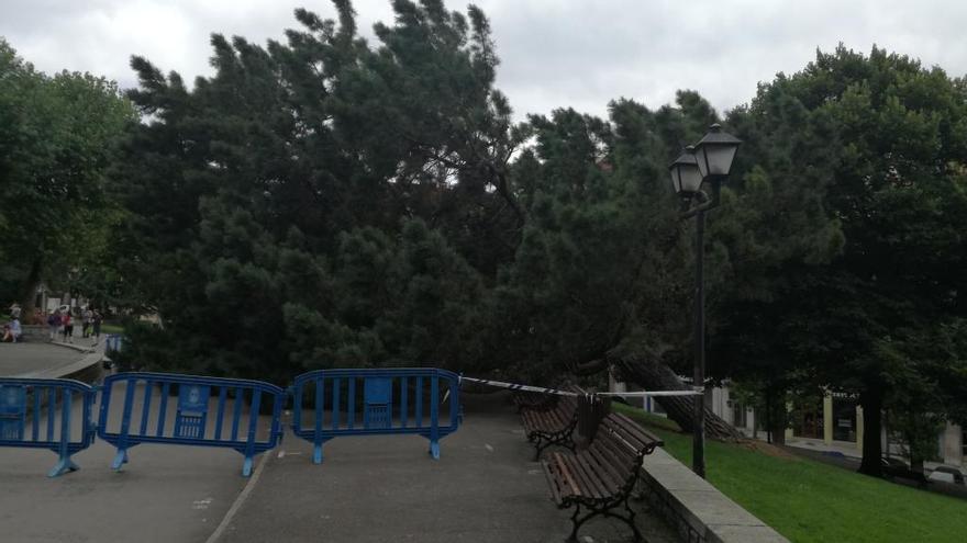 El  árbol, caído en el parque del Campillín.