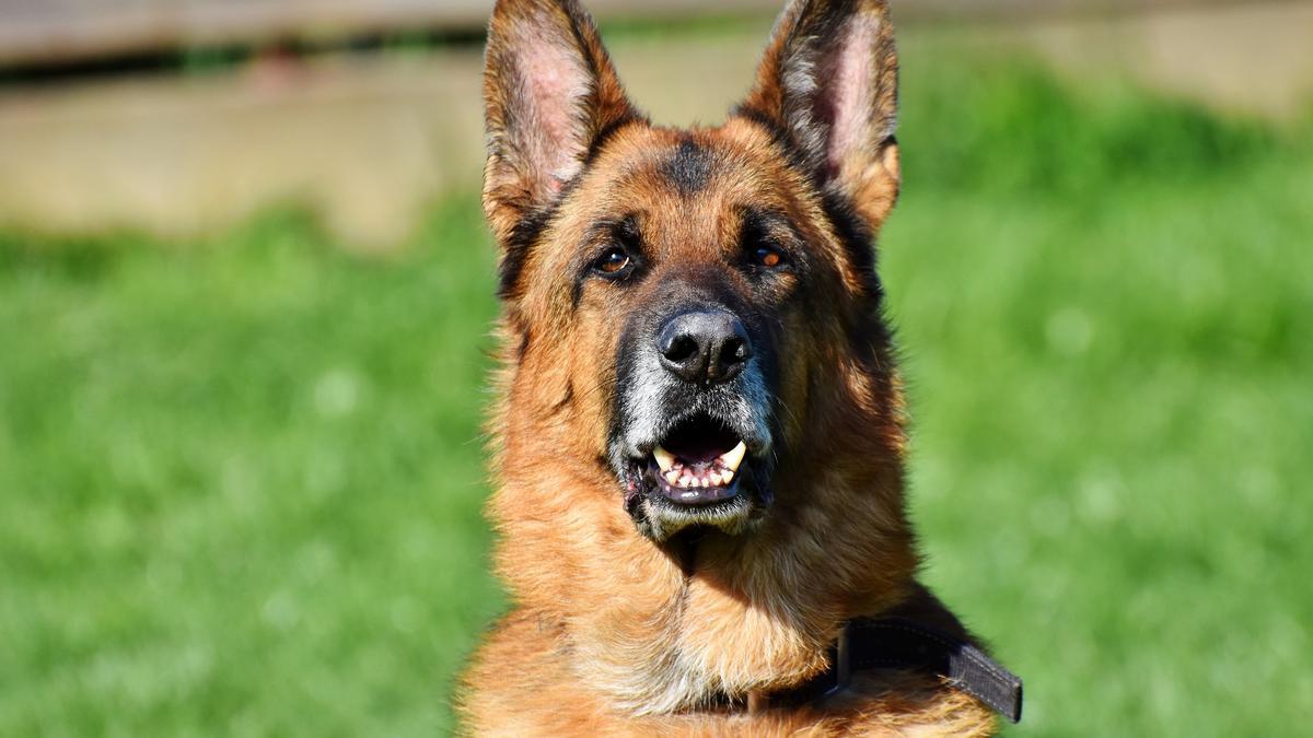 Las mejores cinco razas de perros para proteger tu casa - Superdeporte