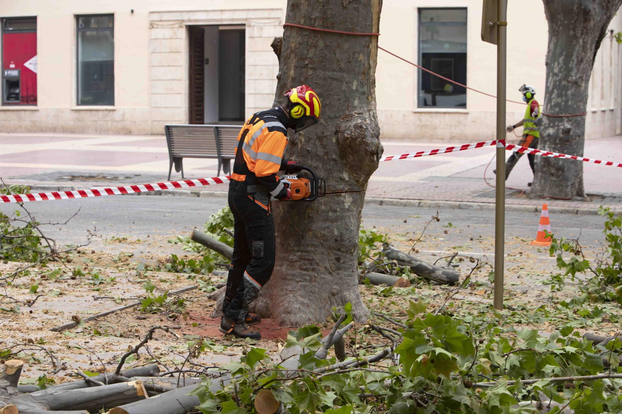 Talan cinco plataneros de grandes dimensiones en mal estado en la Albereda de Xàtiva