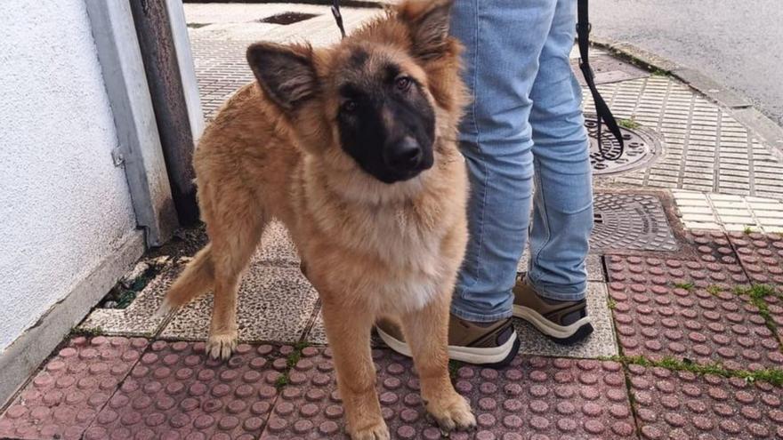 El cachorro, encontrado cerca de la zona de los institutos.