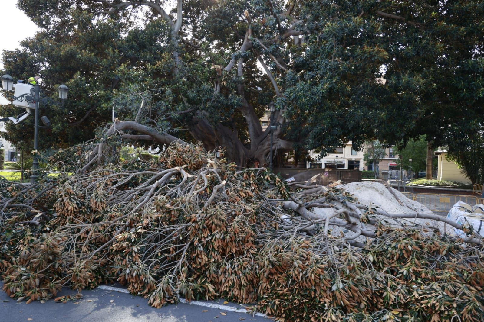 Se desploma parte de uno de los ficus centenarios del Parterre