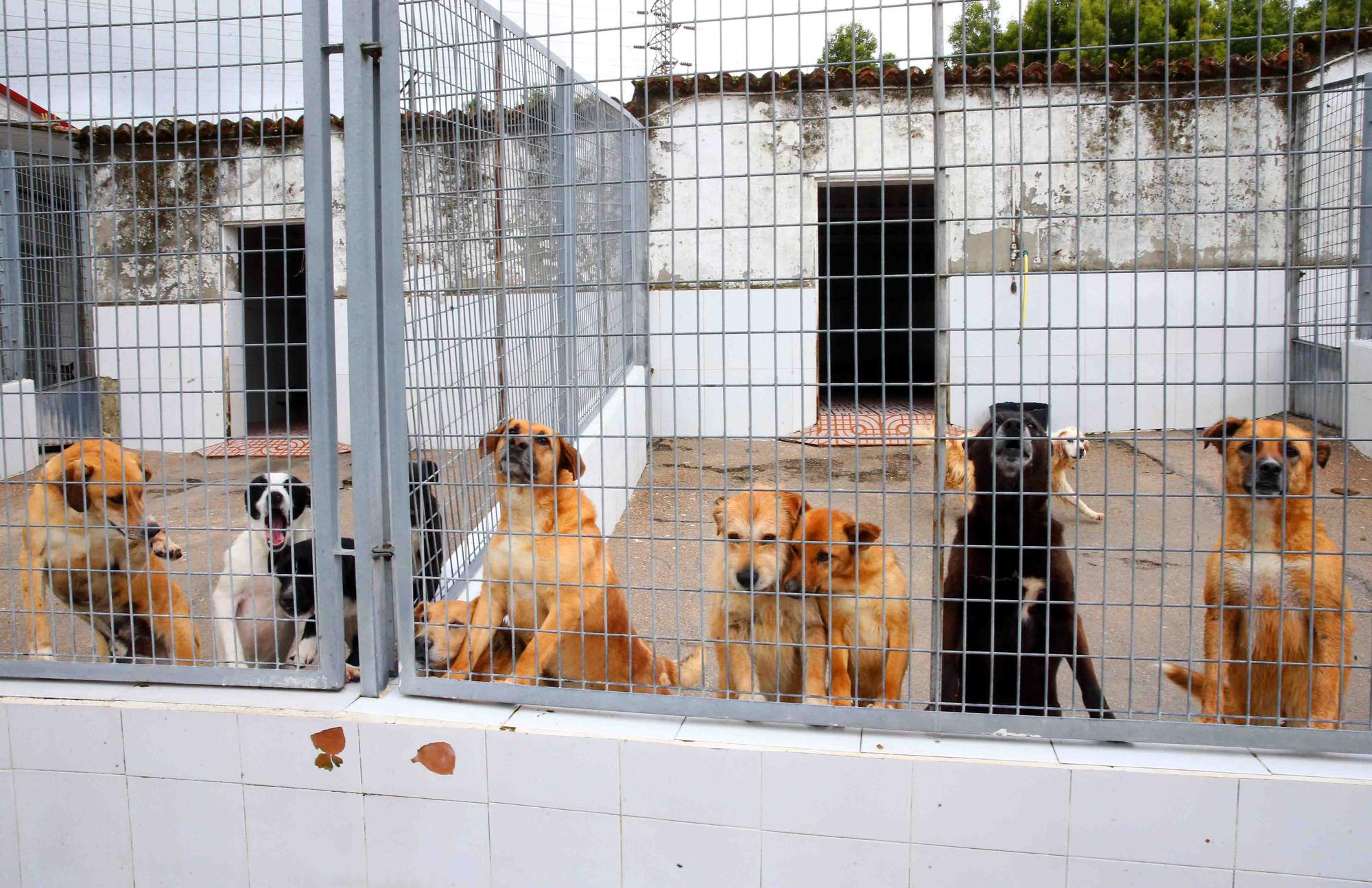 Animales que esperan una familia en el refugio de A Madroa