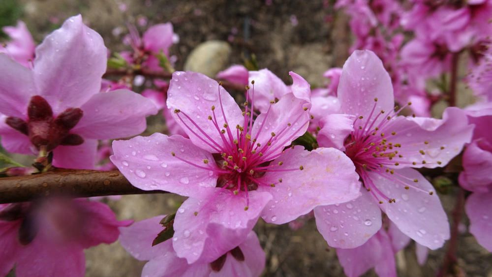 Flors. Les flors rosades de presseguer, amb la humitat de la matinada, son més vistoses.