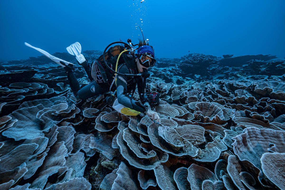 Una misión de investigación científica apoyada por la UNESCO ha descubierto uno de los mayores arrecifes de coral del mundo frente a las costas de Tahití. El estado prístino de los corales en forma de rosa y la extensa superficie que cubren hacen que este descubrimiento sea muy valioso, según informa la propia UNESCO.