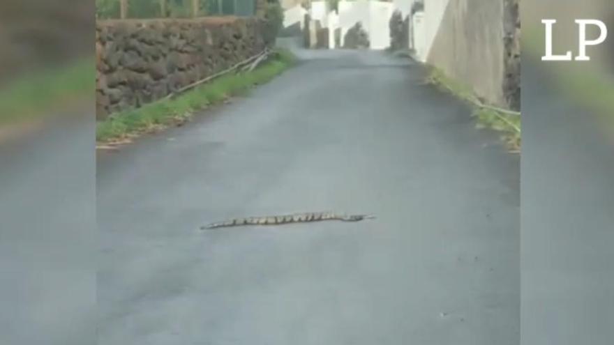 Sorprendidos por una pitón en La Palma