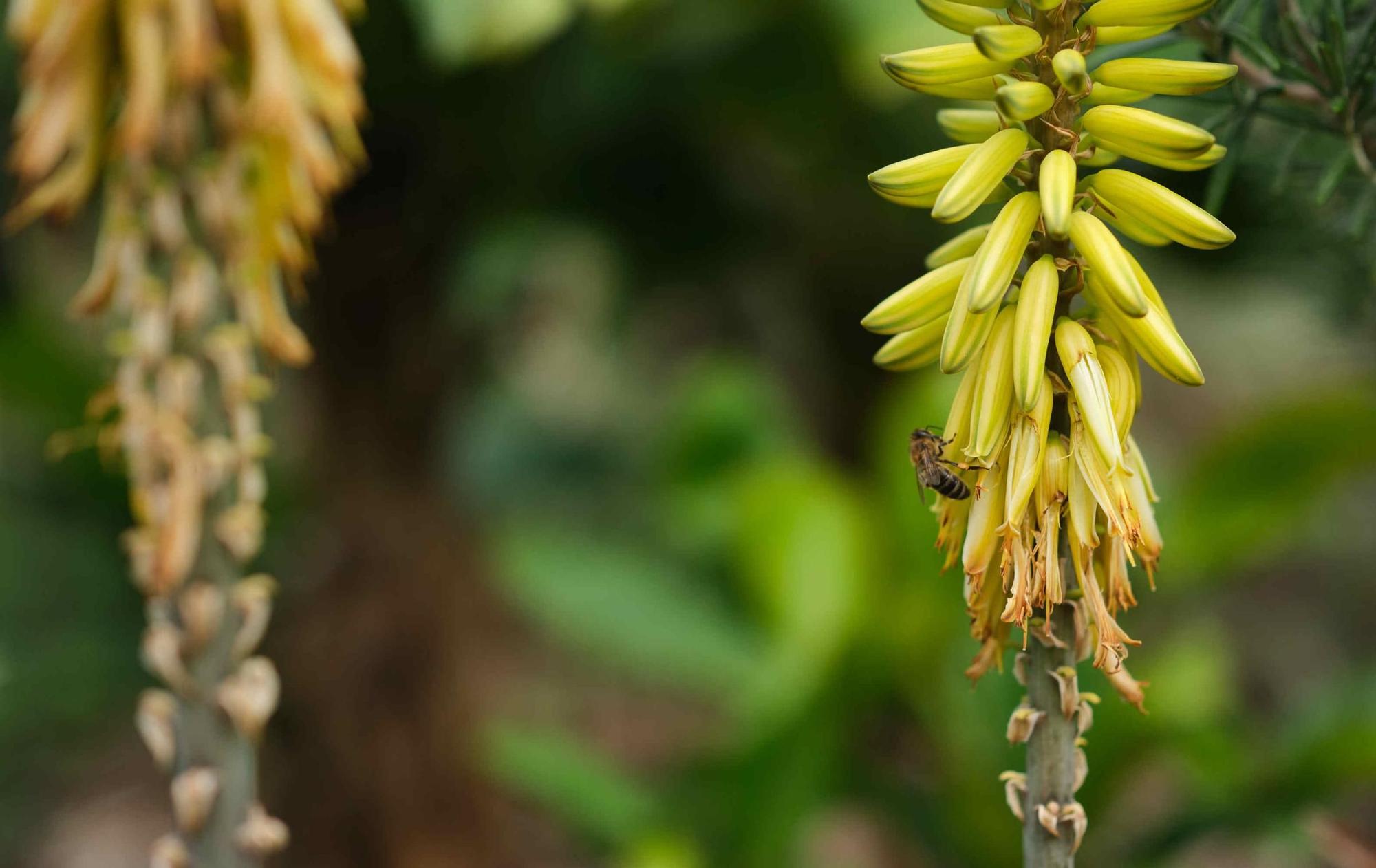 Única finca de vainilla de Tenerife