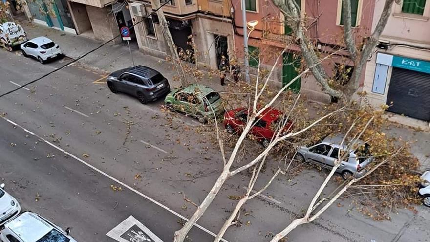 Un árbol cae sobre dos vehículos en la calle Gaspar Bennàssar