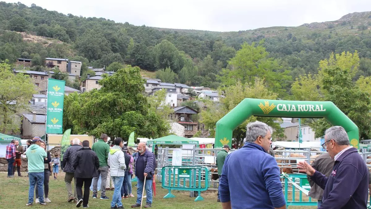 Una feria contra el olvido: Porto pelea por el futuro de la raza alistano-sanabresa