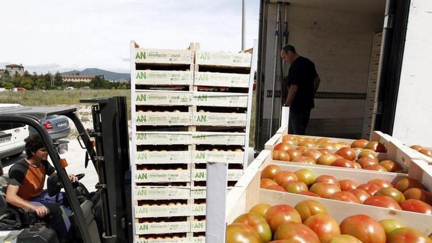 Basta de tomate a pérdidas en Extremadura: las organizaciones plantan cara y fijan un mínimo de 137 euros por tonelada