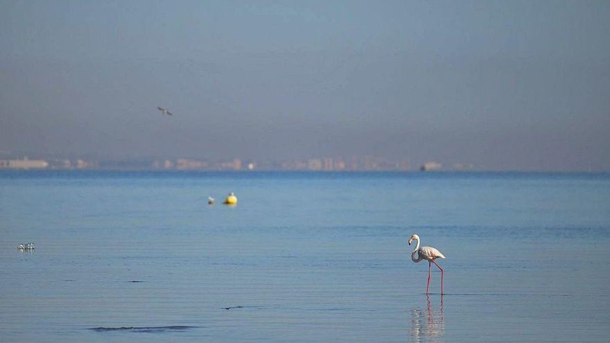 PSRM | Caos medioambiental en la Región de Murcia