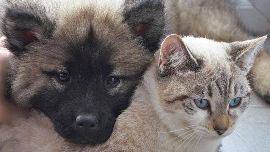 El coronavirus felino y canino tiene forma de corona