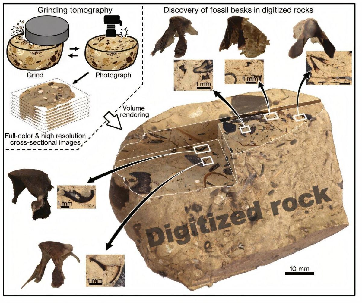 El método de minería digital de fósiles utiliza tomografía de molienda para crear rocas digitalizadas y revelar fósiles ocultos en ellas.