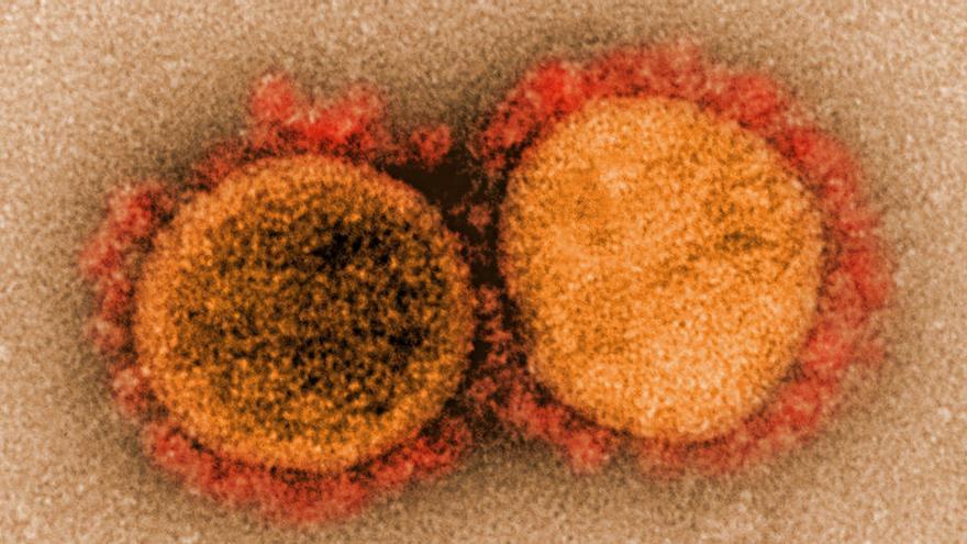 El llinatge familiar del nou coronavirus SARS-CoV-2 té més de 140 anys d&#039;història