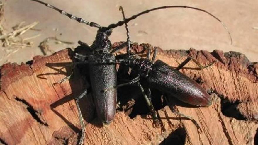 Imagen de varios insectos &#039;perforadores&#039; sobre un tronco de encina.