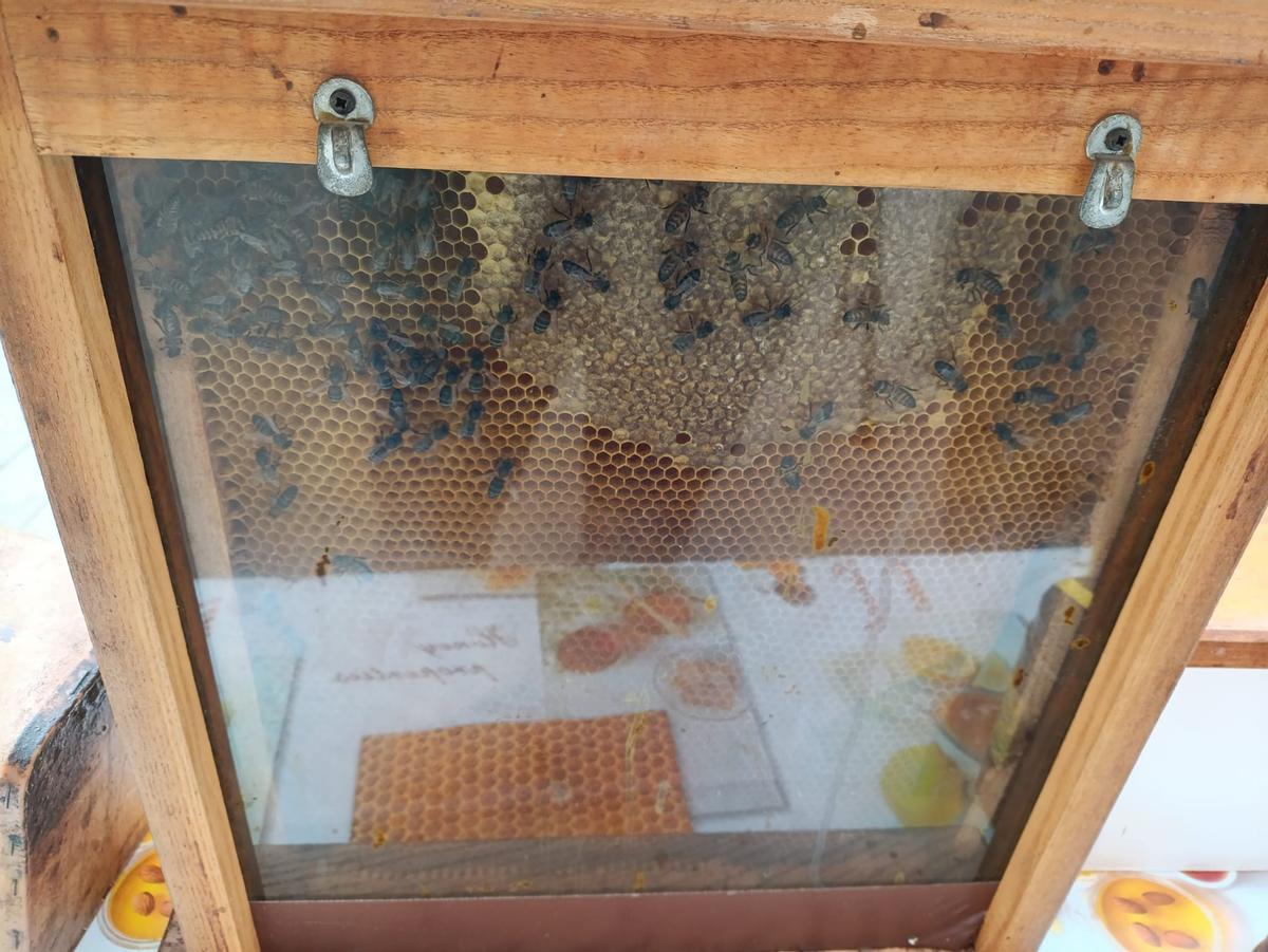 Panal de abejas, en la mesa de catas de miel artesanal instalada en la plaza Circular de Murcia.