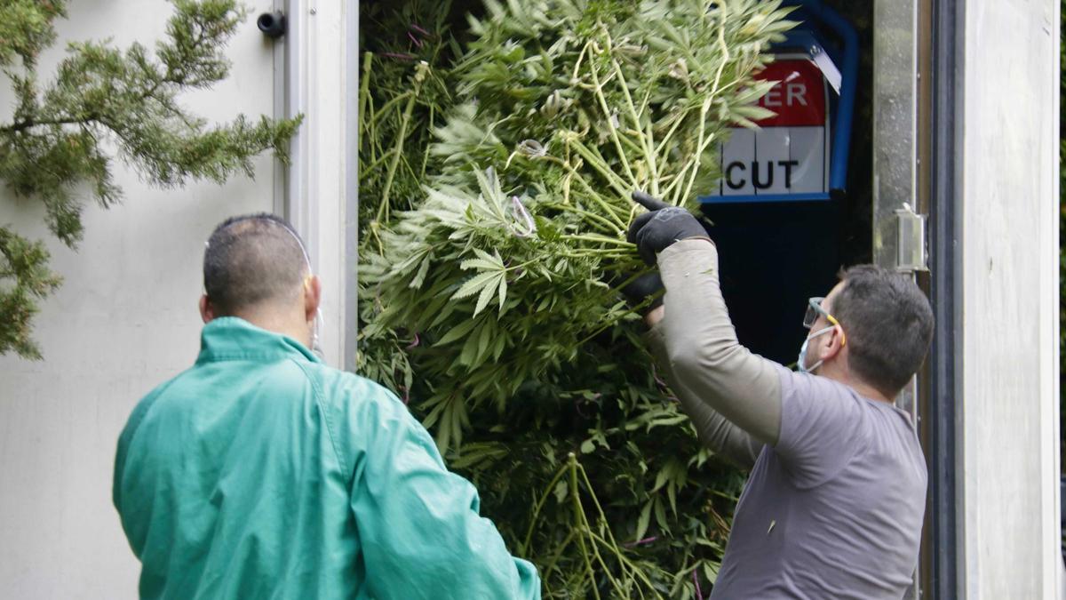 Dos operarios retiran la marihuana encontrada durante un dispositivo policial en Mataró