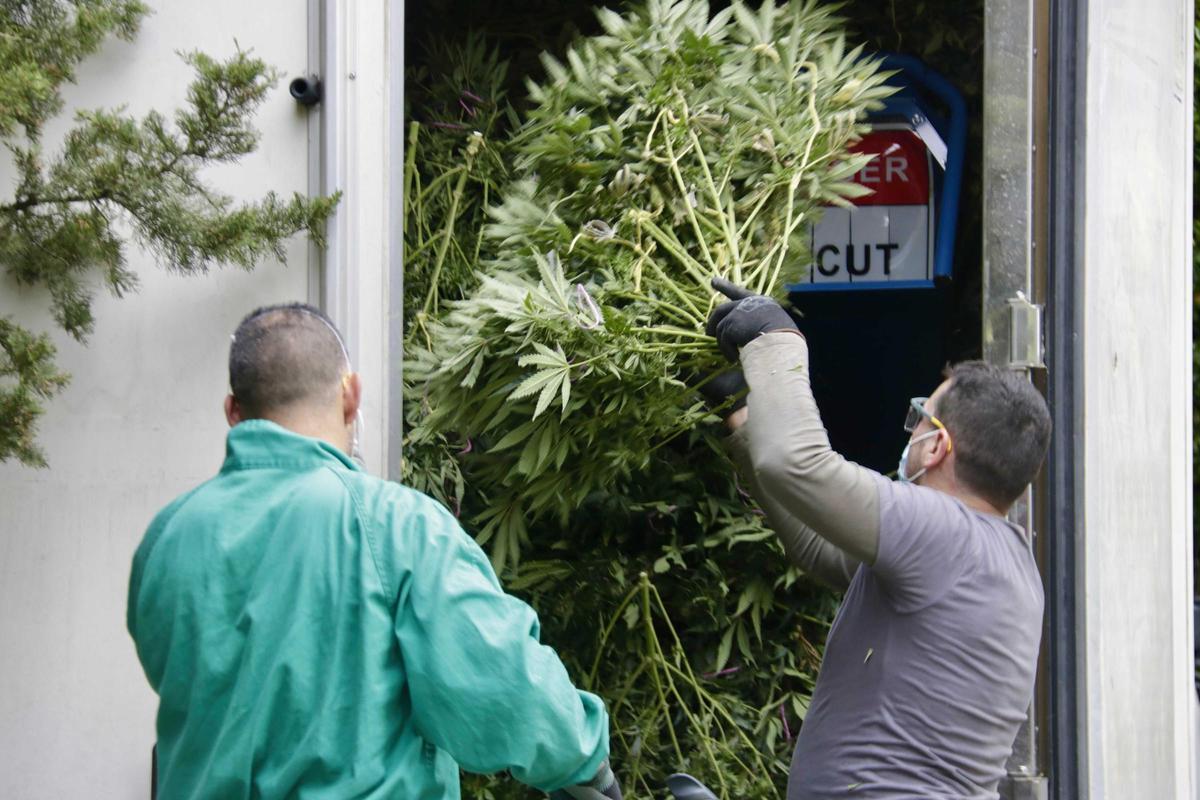Dos operarios retiran la marihuana encontrada durante un dispositivo policial en Mataró