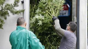 Dos operarios retiran la marihuana encontrada durante un dispositivo policial en Mataró