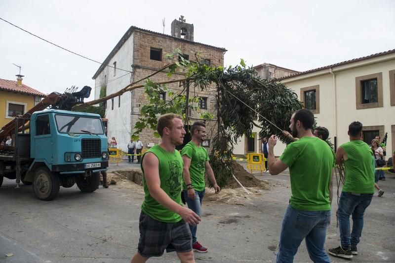 Celoriu planta su hoguera