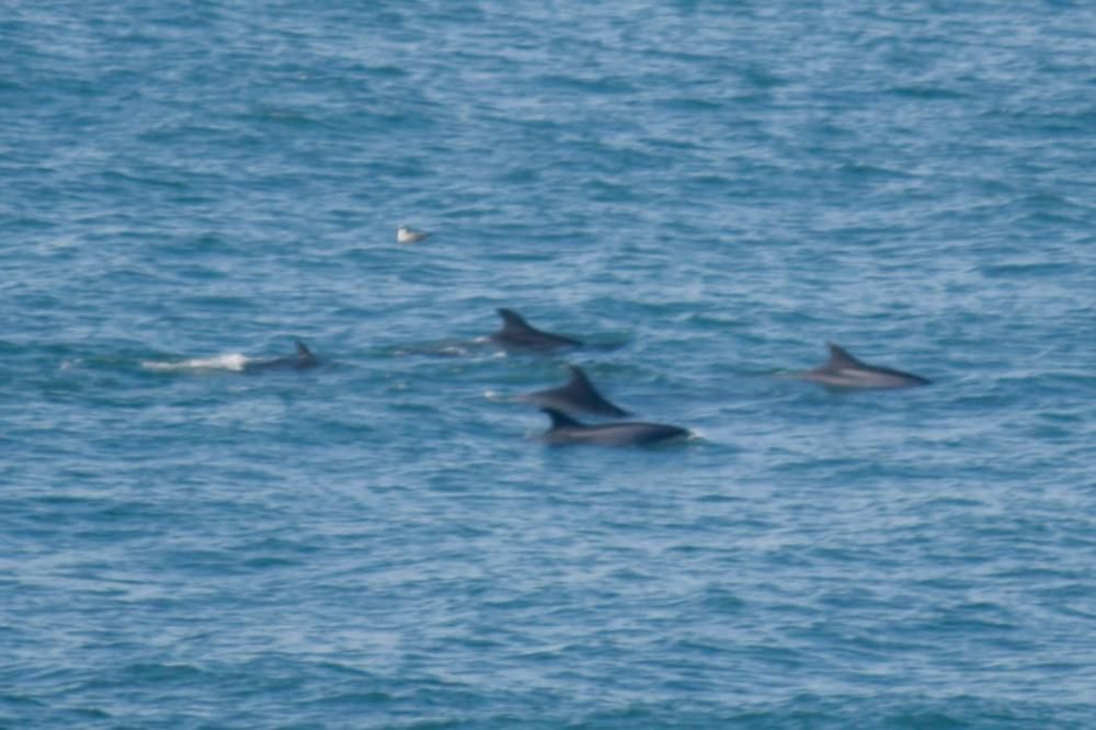 Delfines en San Lorenzo