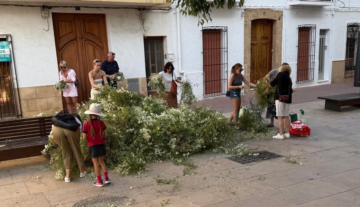 Las vecinas y vecinos recogen manojos de "vidriella" para trenzar las coronas de la "nit dels focs"
