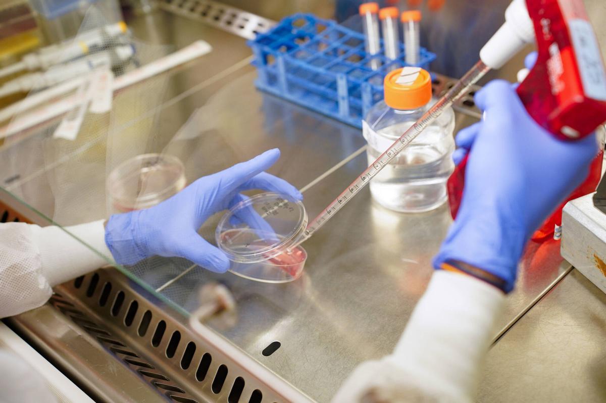Profesional desarrollando labores de investigación en los laboratorios del Instituto de Biomedicina de Sevilla (IBiS)