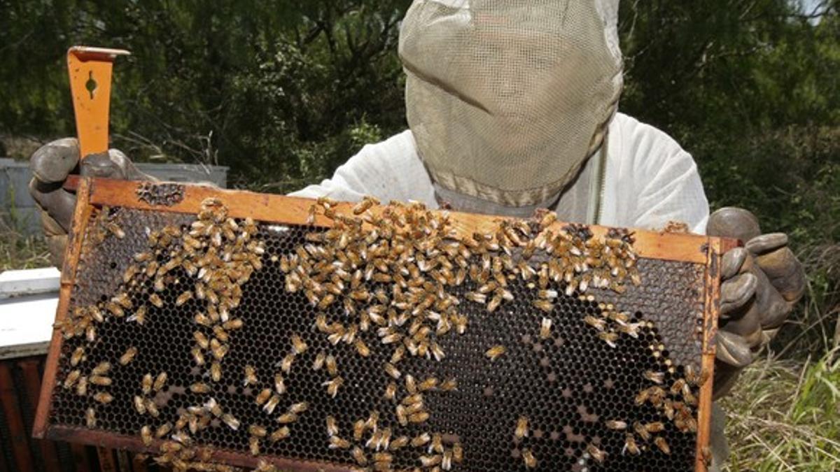 Un apicultor manipula un panal de abejas