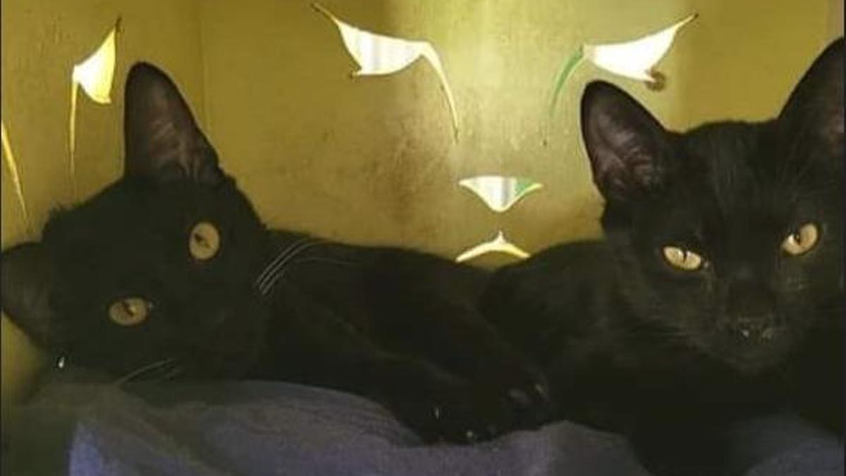 Dos gatos negros en Valle Colino.