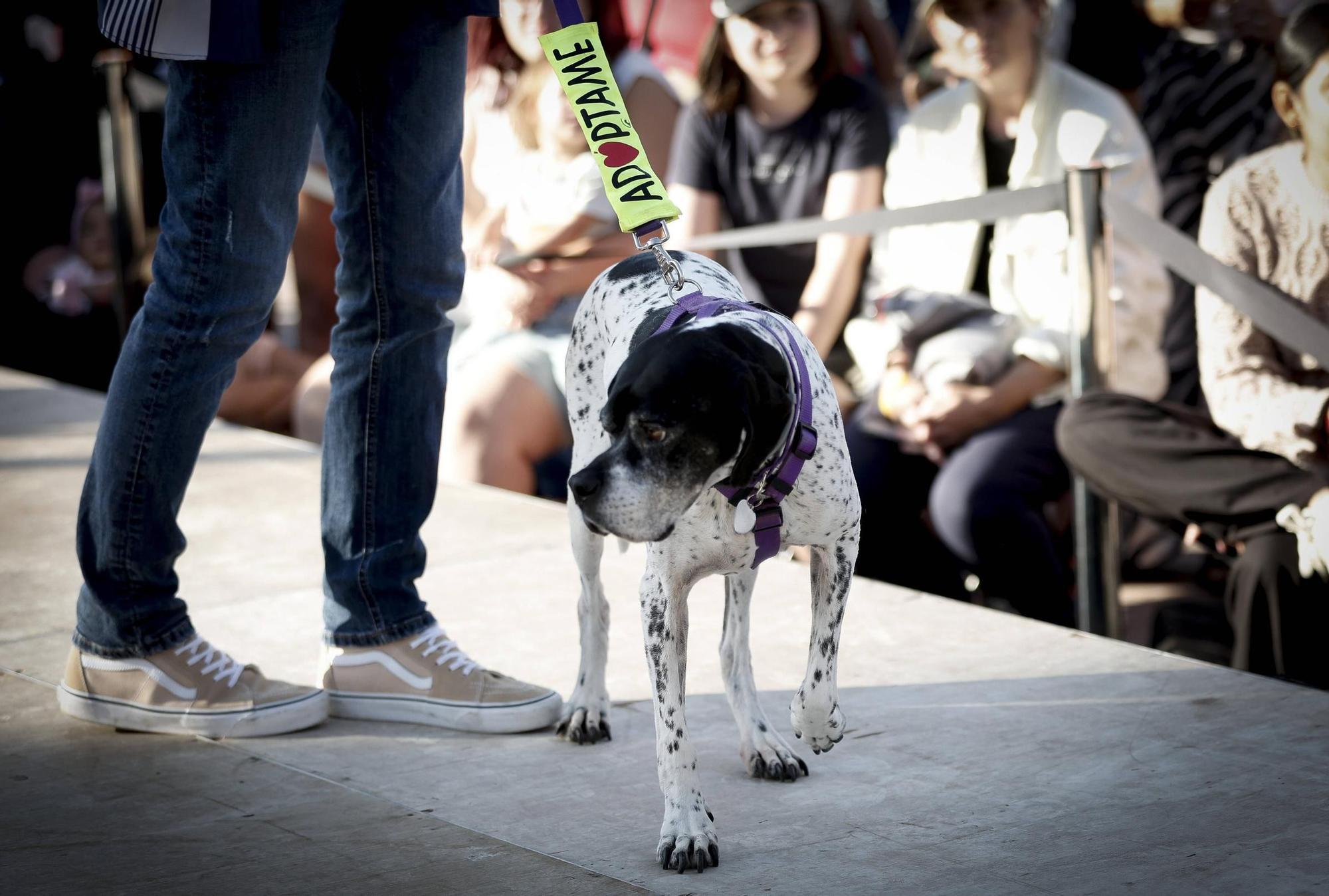 FOTOS | Desfile de Peluditos: Varios perros de Son Reus buscan un hogar
