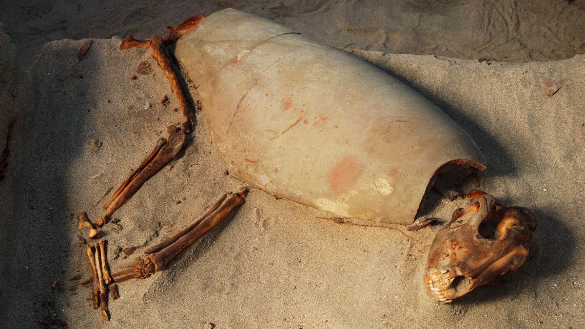 Descobert a Egipte el cementiri de «mascotes» més antic